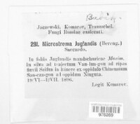 Microstroma juglandis image